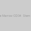 Human Bone Marrow CD34+ Stem Cells, Fresh